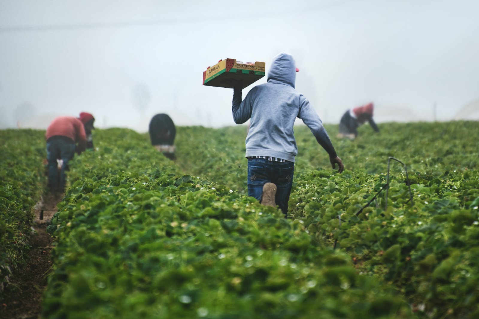 Farmers working together in the field