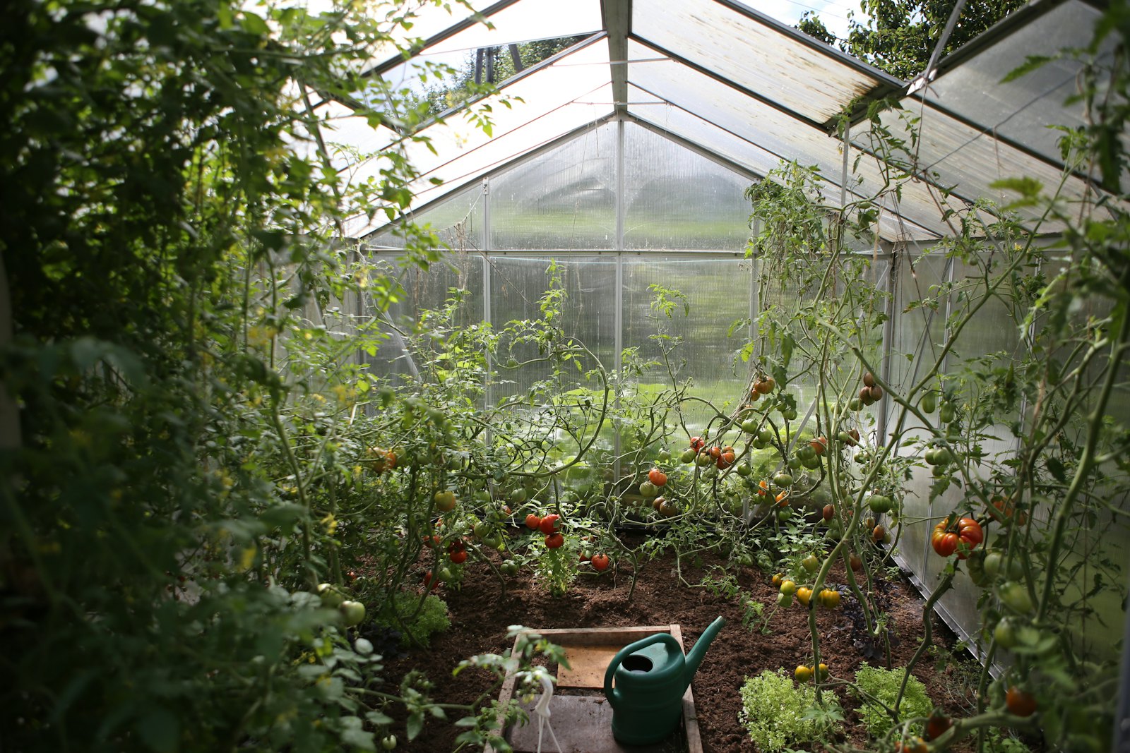 Nursery with rows of quality saplings and inputs