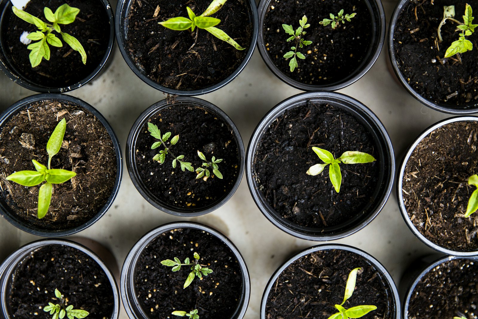 Seedlings sprouting in pots